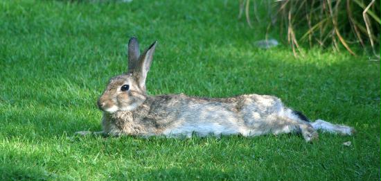 Rabbit <i>Oryctolagus cuniculus</i>